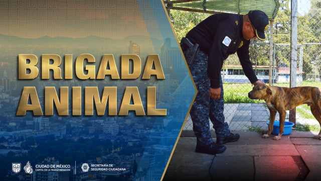 BRIGADA ANIMAL.jpeg
